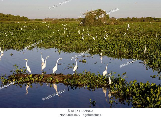 Pantanal with Great Egrets (Ardea alba), Brazil, Mato Grosso, Pantanal
