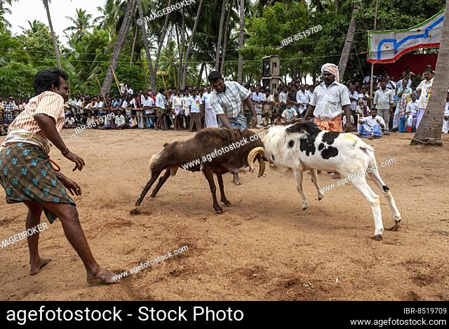 Kidaai Muttu Goat fighting near Madurai, Tamil Nadu, South India, India, Asia