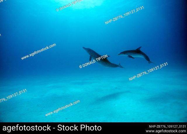 Two Atlantic Spotted Dolphins swim together just above the seafloor. Bahamas near Bimini Date: 16/10/2003  Ref: ZB776-109127-0131  COMPULSORY CREDIT: Oceans...