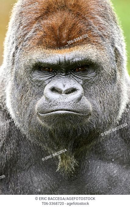 Male Silverback western lowland gorilla portrait (Gorilla gorilla gorilla) Captive, Beauval Zoo Parc, France