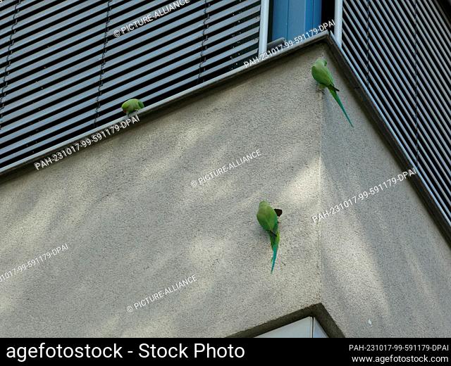14 October 2023, North Rhine-Westphalia, Cologne: Green parrots in Cologne. Collared parakeets chop holes in freshly renovated house facade Photo: Horst...