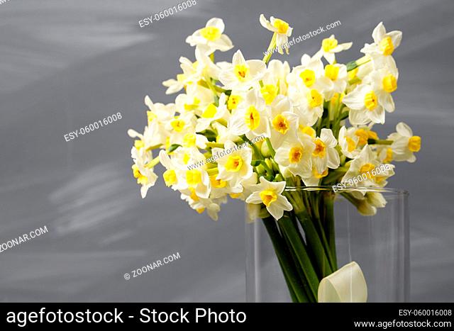 white narcissus. Spring Flower on retro table. Stylish office. Place for entries. Place for the inscription. Bouquet flowers in a vase