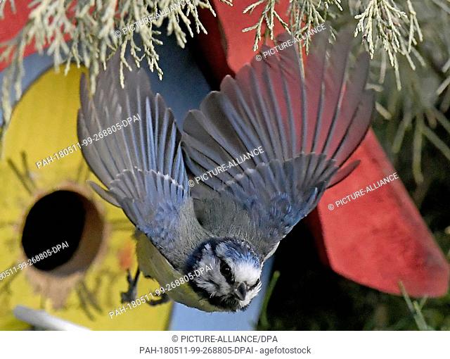 10 May 2018, Germany, Langenhagen: A blue tit (Cyanistes Caeruleus) flies out of a nesting box in a garden. During the period time between Father's and Mother's...