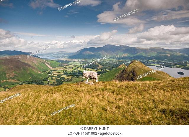 England, Cumbria, Keswick. Hardwick sheep above Derwent Water and Keswick