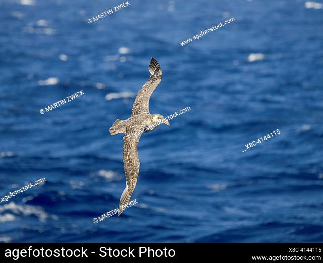 Northern Giant Petrel oder Hall's Giant Petrel (Macronectes halli) in flight over the stormy southern ocean. Antarctica, Drake Passage, February