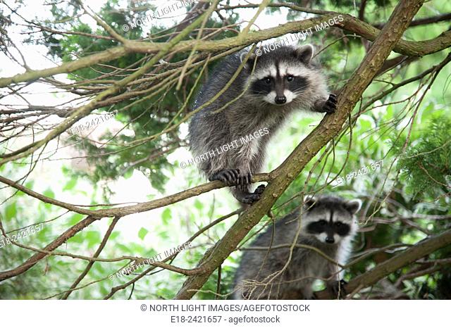 Canada, BC, Delta. Family of raccoons take refuge up a cedar tree in residential garden. Mother and three babies. Raccoons are a common pest in the suburbs of...