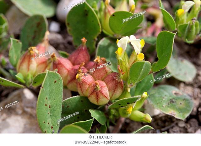 Bladder Vetch (Tripodium tetraphyllum, Tripodiom tetraphyllum, Anthyllis tetraphylla, Physanthyllis tetraphylla), blooming, Italy