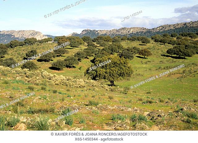 Royal cattle track -Cañada Real- Trujillana, National Park of Monfragüe, Cáceres, Spain