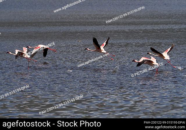 25 September 2022, Tanzania, Arusha: Flamingos (Phoenicopteridae) take off from the water at the edge of the lake of Empakaai Crater