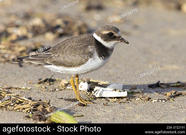 Ringed Plover (Charadrius hiaticula), side view of a juvenile standing on a beach, Campania, Italy
