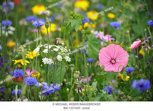 Summer meadow, Cornflowers (Centaurea cyanus), Yarrow (Achillea), Mallow (Malva), yellow Marguerites (Leucanthemum)