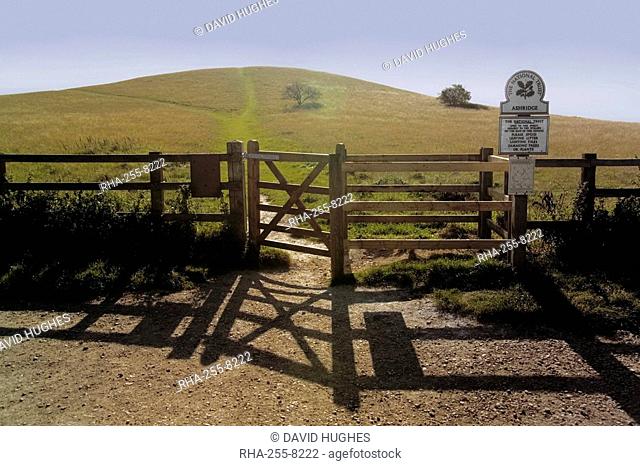 The Ridgeway Path, Pitstone Hill, Chilterns, Buckinghamshire, England, United Kingdom, Europe