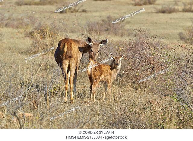 India, Rajasthan state, Ranthambore National Park, Sambar deer (Rusa unicolor), female and young baby