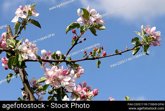 PRODUCTION - 16 May 2023, Mecklenburg-Western Pomerania, Gnoien: Apple trees are in bloom at the Schönemeyer fruit farm. The apple trees are blooming later this...