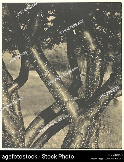 The Dancing Trees, 1922. Creator: Alfred Stieglitz