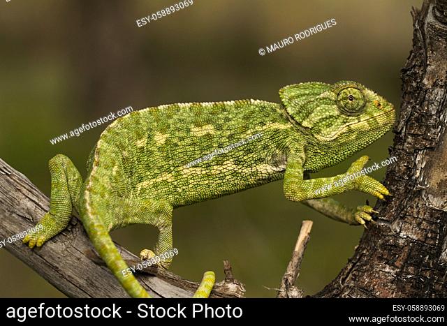 Close up view of a cute green chameleon on the wild