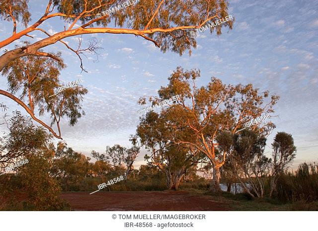 River red gum trees at Deep Reach Pool Millstream Chichester National Park Pilbara region western australia WA