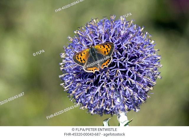 Small Copper Lycaena phlaeas adult, feeding on Globe Thistle Echinops sp 'Veitch's Blue' flowers in garden, England