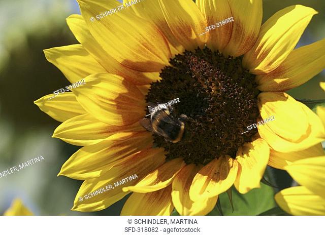 A sunflower with a bumble-bee