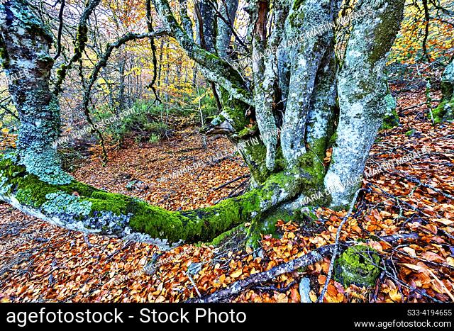 The Hayedo de La Pedrosa is located in the town of Riofrío de Riaza, in the province of Segovia, Spain. During the fall, this forest becomes one of the most...