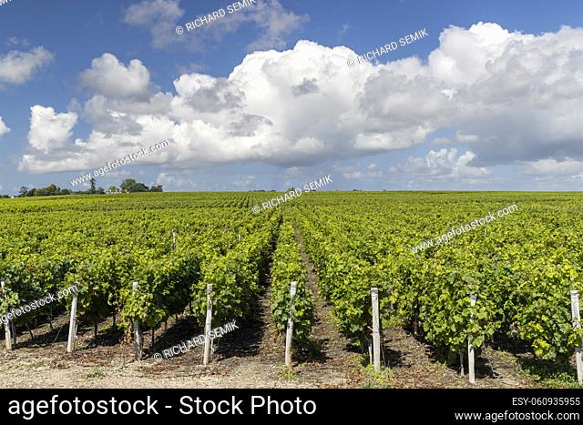 Typical vineyards near Saint-Estephe, Bordeaux, Aquitaine, France
