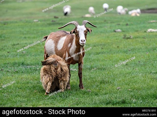Braun-weisse Kaschmirziege mit ihrem säugenden Jungen, Orchon-Tal, Khangai Nuruu Nationalpark, Oevoerkhangai Aimag, Mongolei / Brown-white Kashmir goat with her...