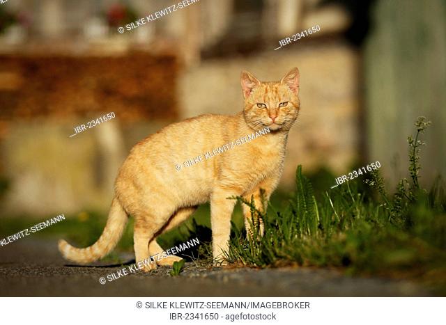 Red tabby semi-feral village cat on a farm