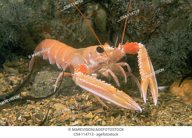 Norway Lobster (Nephrops norvegicus)