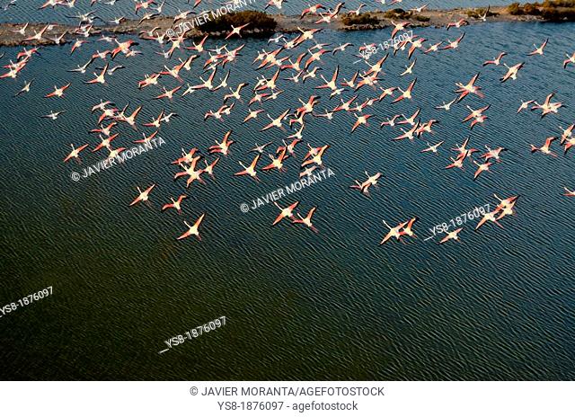 Spain, Balearic Islands, Mallorca, flying Flamingos