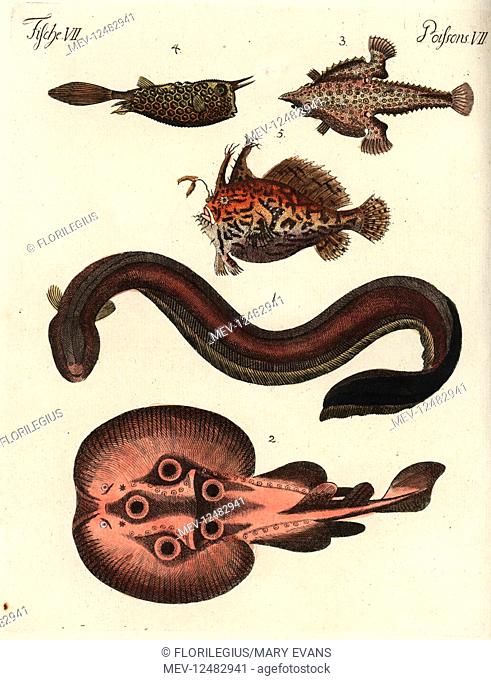Electric eel, Electrophorus electricus 1, eyed electric ray, Torpedo torpedo 2, Brazilian batfish, Ogcocephalus vespertilio 3, longhorn cowfish