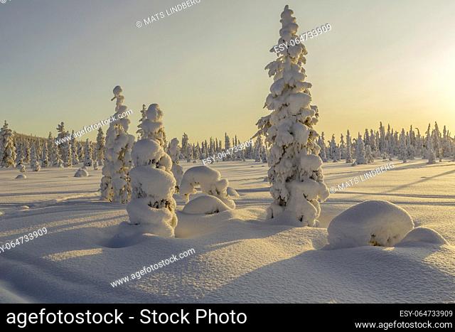 Winter landscape in clear blue sky with snowy trees, Gällivare county, Swedish Lapland, Sweden