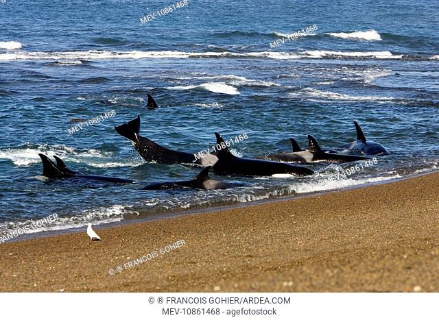 Killer whale / Orcas practicing intentional stranding - An animal is kicking its tail, trying to get off the beach (Orcinus orca). Patagonia