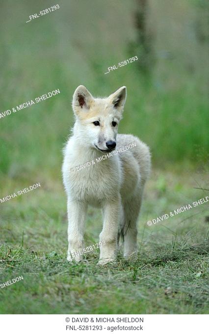 Young polar wolf, Canis lupus arctos, Wildpark Alte Fasanerie, Hanau, Hesse, Germany, Europe