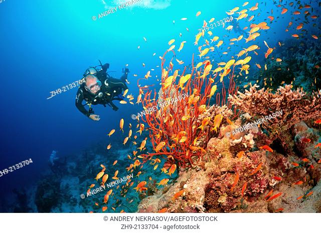 Diver looking at lyretail coralfish, lyretail anthias, sea goldie, or scalefin anthia (Pseudanthias squamipinnis), Red sea, Egypt, Africa