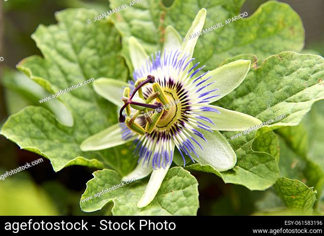 Blue and White Passion flowers or passion vines (Passiflora caerulea)