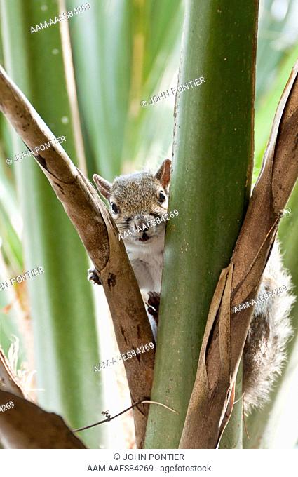 Eastern Gray Squirrel (Sciurus carolinensis) in Cabbage Palm, Myakka River State Park, Florida, USA