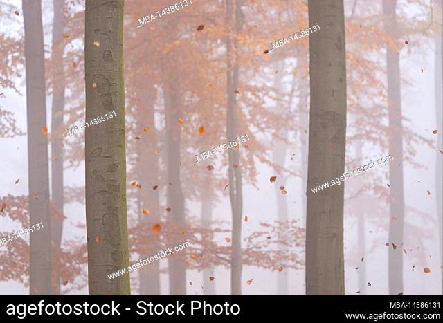 autumnal beech forest, falling leaves, fog mood, Germany, Hesse, nature park Lahn-Dill-Bergland, near Siegbach