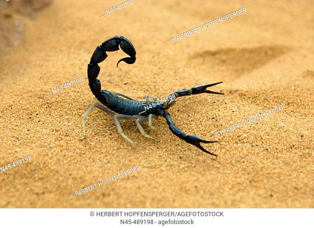 Scorpion, (Scorpionida)