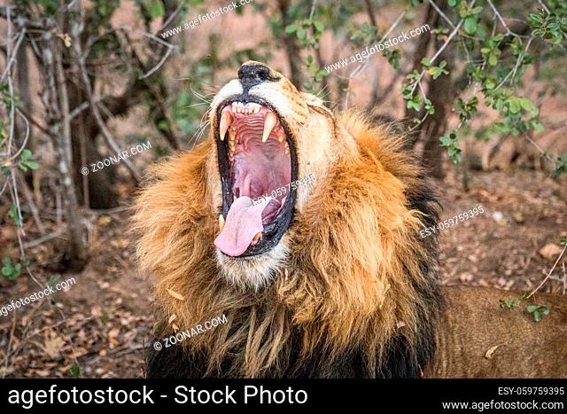 Male Lion yawning in the Kapama game reserve, South Africa