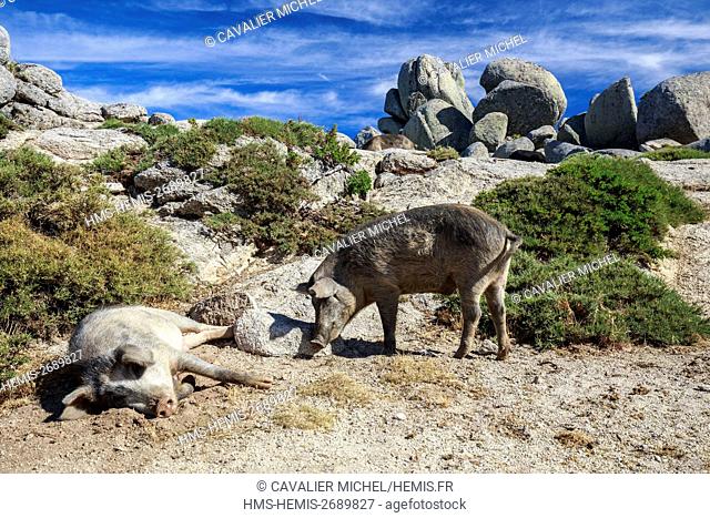 France, Corse du Sud, Serra di Scopamene, family of pigs Corsica or Porcu nustrale raised exclusively in outdoor Corsica to the semi wild state on the pozzines...