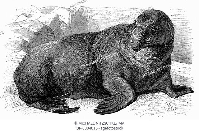 Sea-Elephant (Cystophora Proboscidea), an illustration from Meyers Konversationslexikon encyclopedia, 1897