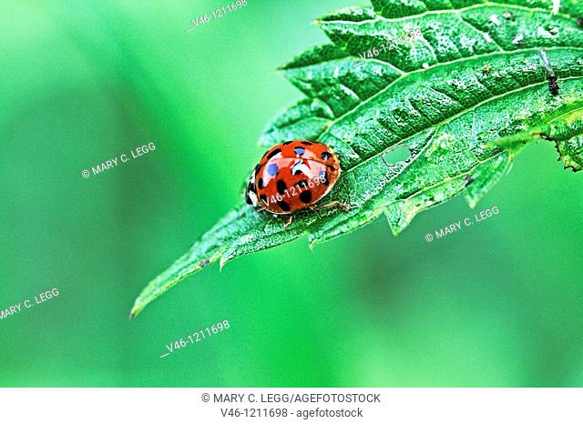 Halequin Ladybrd beetle, Harmonia axyridis var  succinea  Red ladybird beetle with fourteen spots and distince white cheek patches on cement wall  On nettle...
