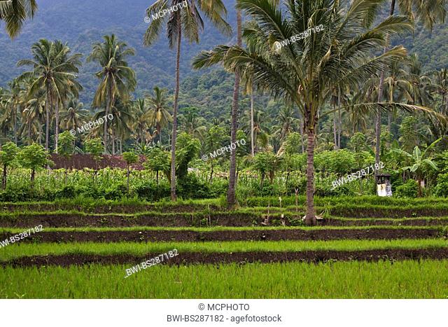 Cassava, Manioc, Tapioc, Tapioca (Manihot esculenta), agriculture valley with cassava, rice, bananas and coconuts trees, Indonesia, Bali, Pemuteran