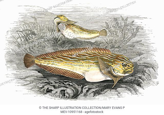 Liparis, or Sea Snail, also known as Snailfish