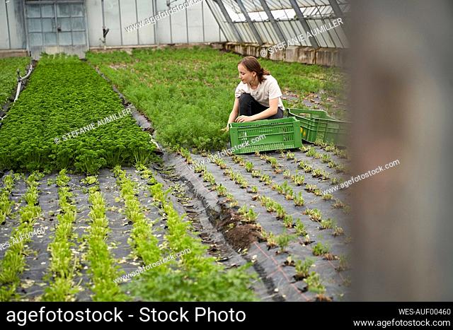Girl crouching in greenhouse, picking herbs