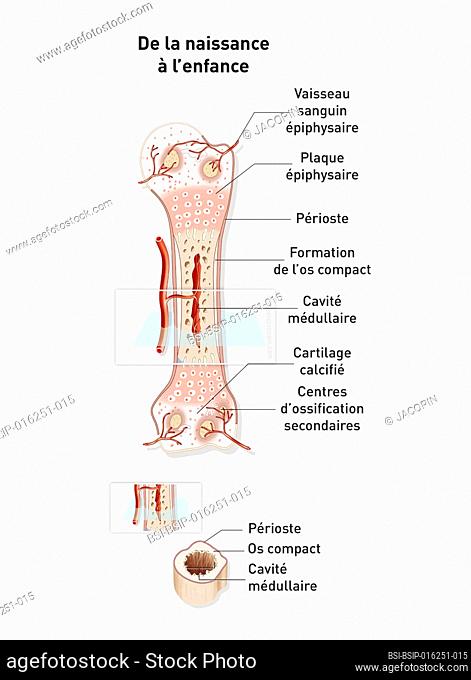 Infant bone growth, bone development, cartilage structure, pediatrics. This illustration shows the anatomy of a humerus in frontal section