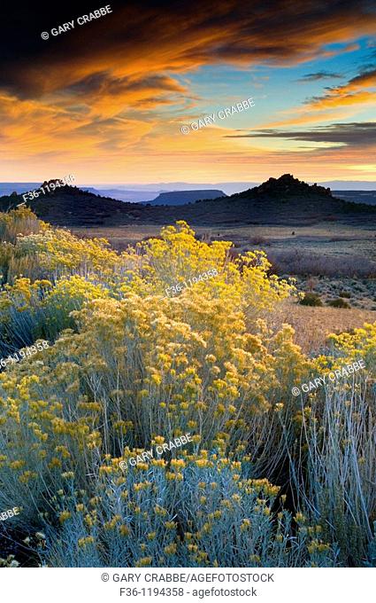 Sunset light over Rabbitbrush on the high desert plateau along the Kolob Terrace, near Zion National Park, Utah