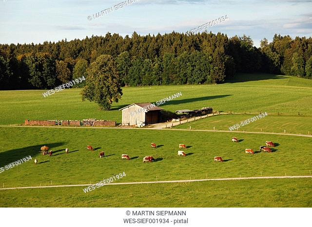 Germany, Bavaria, Upper Bavaria, View of cows grazing near peretshofen