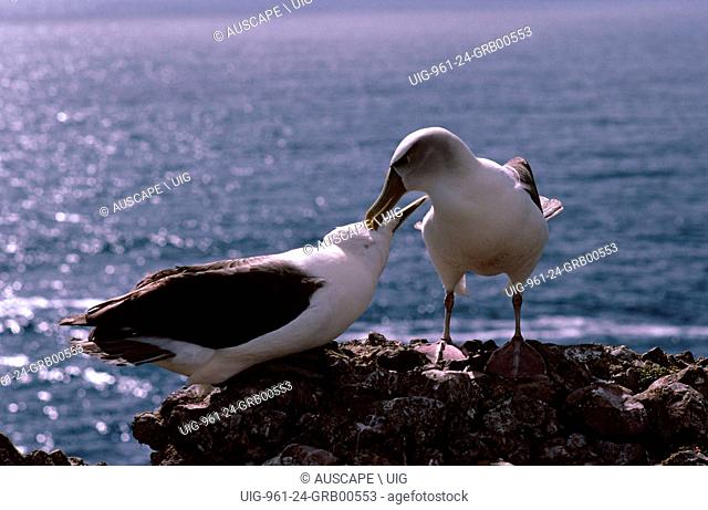 Shy albatross, Thalassarche cauta, mutual preening, Bass Strait between Tasmania and Victoria, Australia. (Photo by: Auscape/UIG)