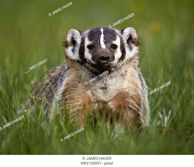 American badger (Taxidea taxus), Yellowstone National Park, Wyoming, United States of America, North America